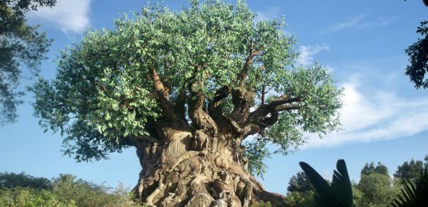 animal kingdom en disney world